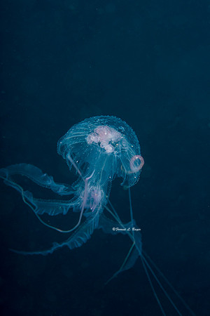 Jelly Fish