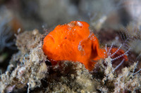 Orange Frogfish