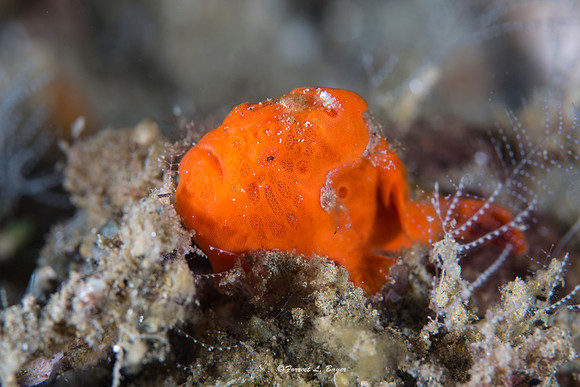 Orange Frogfish