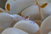 Anomone Shrimp
