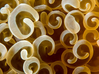 Anchor Coral