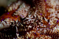 Zebra Crab