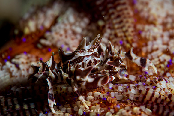 Zebra Crab