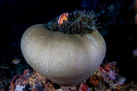 Anemone Fish on Ball Anemone