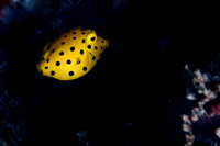 Juvenile Black Spotted Yellow Box Fish