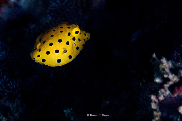 Juvenile Black Spotted Yellow Box Fish