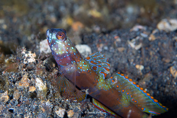 Metallic Shrimp Goby