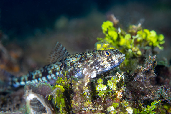 Lizard Fish