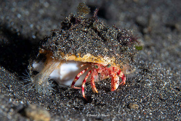 Hermit Crab