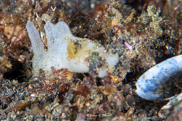 Melibe Nudibranch
