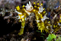 Thorny Seahorse