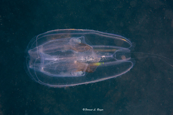 Comb Jelly Fish