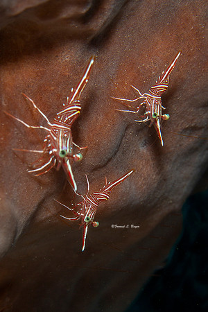 Durban Hinge-beak Shrimp