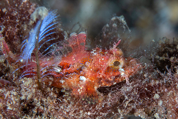 Juvenile Scorpion Fish