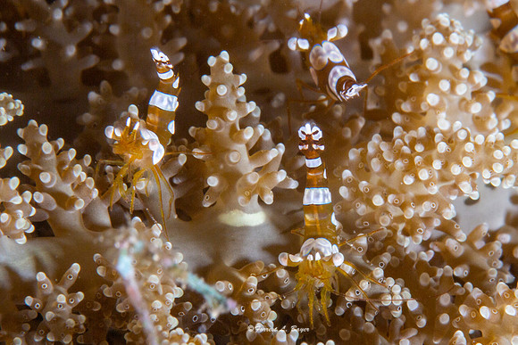 Broken Back Shrimp