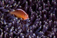 Orange Anomone Fish