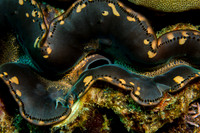Tridacnid Clam