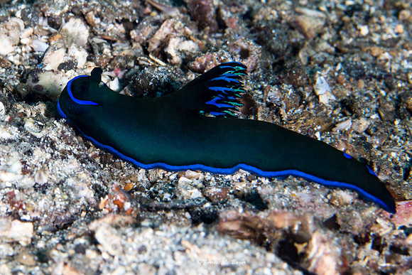 Tambja Morosa  Nudibranch
