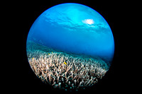 Largest  Stag Horn Coral Garden in Raja Amphat