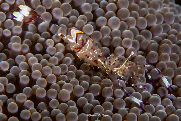 Anemone Shrimp