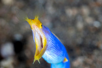 Blue Ribbon Eel