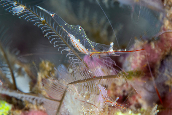 Shrimp