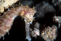 Spiny Seahorse