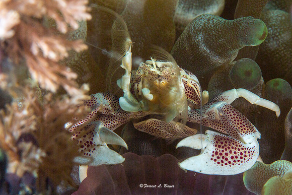 Porcelain Crab