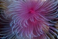 Sea Worm