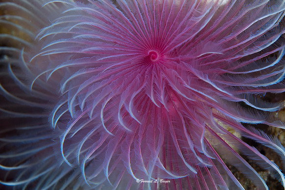 Sea Worm