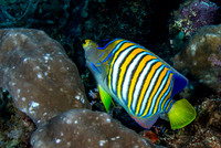 Regel Anglefish