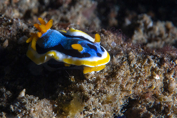 Chromodoris elezabethina Nudibranch