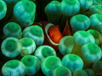 Anemone Fish
