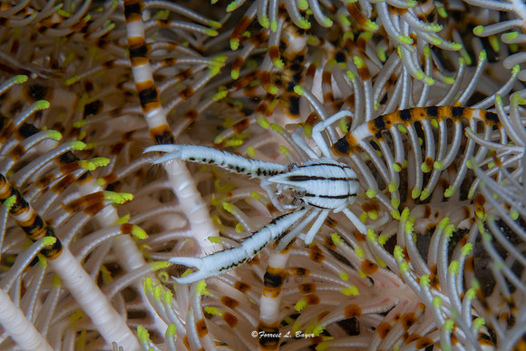 Squat Lobster