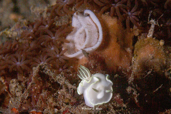 Nudibranch