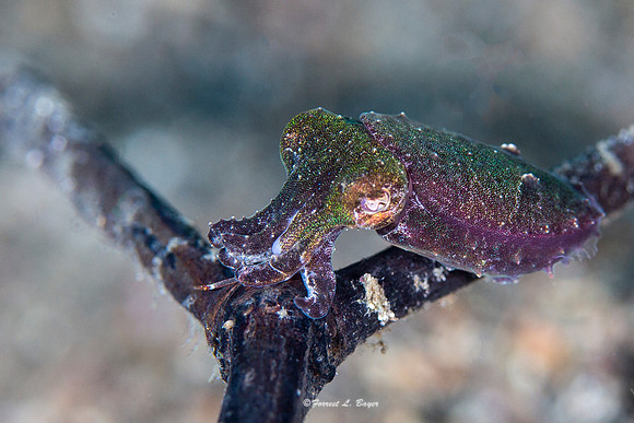 Pigmy Cuttle Fish