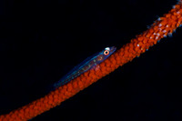 Blenny on wire coral Triton Bay