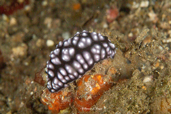 Phyllida pustulosa Nudibranch