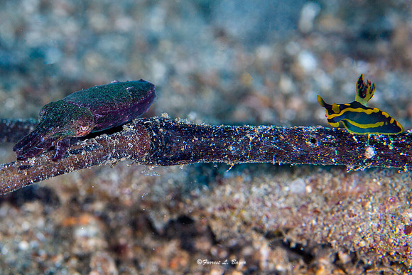 Pigmy Cuttle Fish and Tambja gabrielae Nudibranch