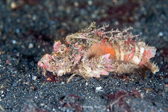 Devil Fish