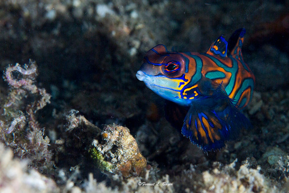 Mandarin Fish