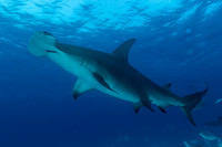 Hammerhead Bimini