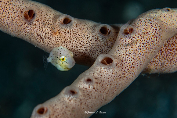 Juvenile Filefish