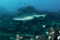 White tip shark