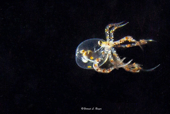 Wonderpus Octopus Larve