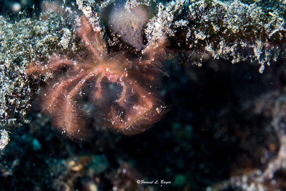 Orangutan Crab
