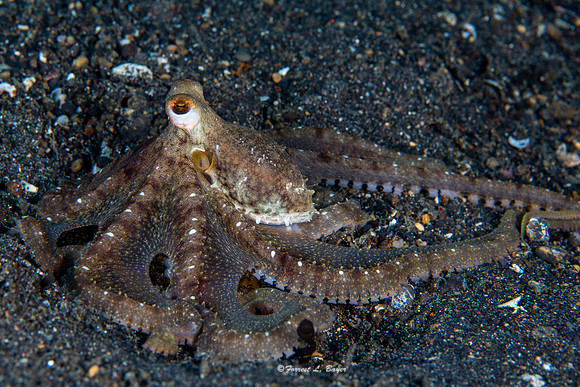 Long Arm Octapus