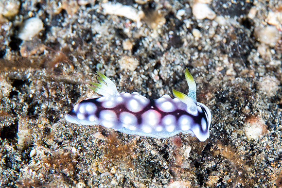 Nudibranch