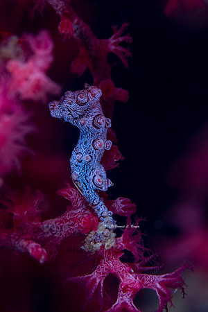 BArgabanti Pigmy Seahorse