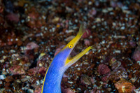 Blue Ribbon Eel